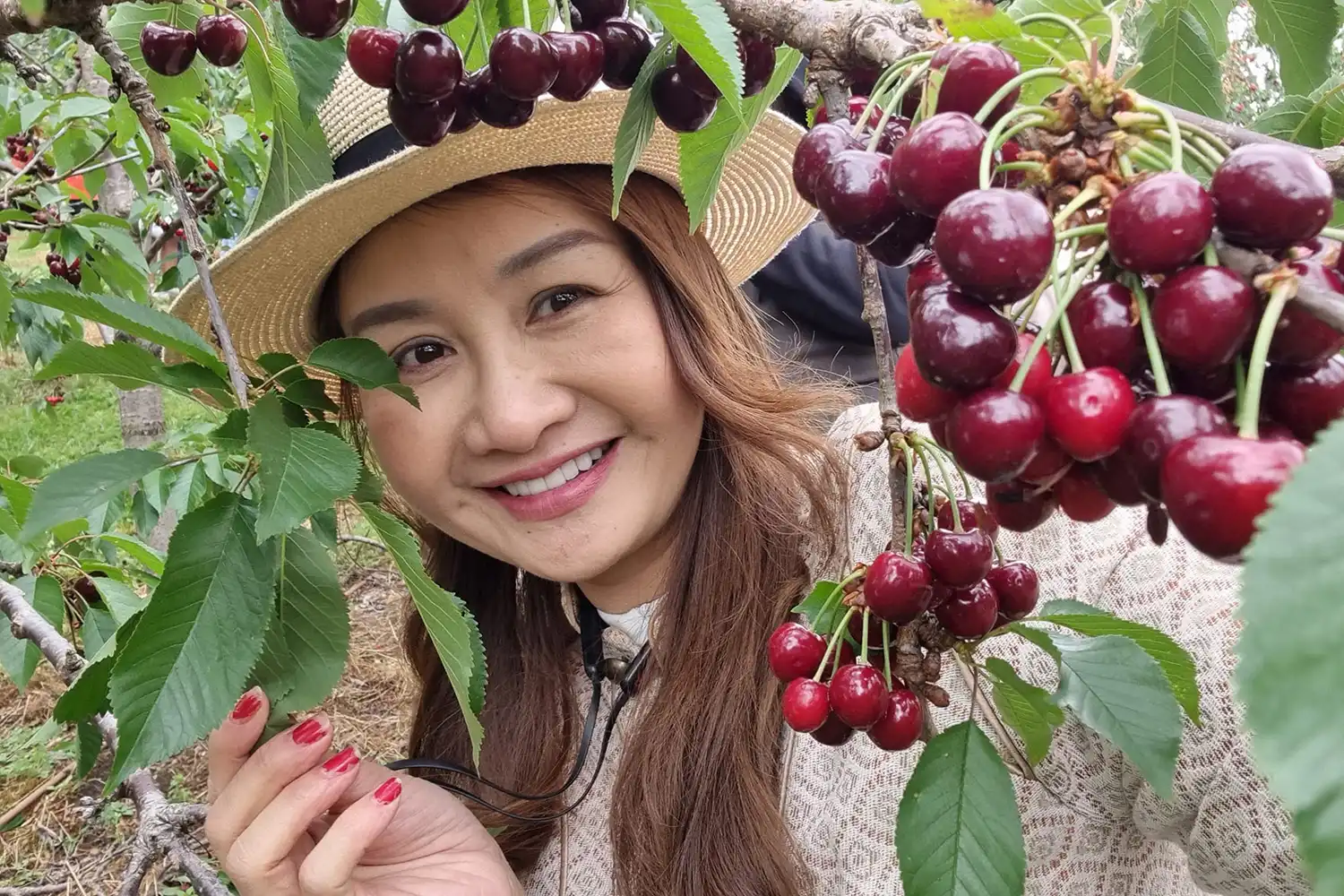 Fruit picking at Bilpin - Stay at Wildside Sanctuary
