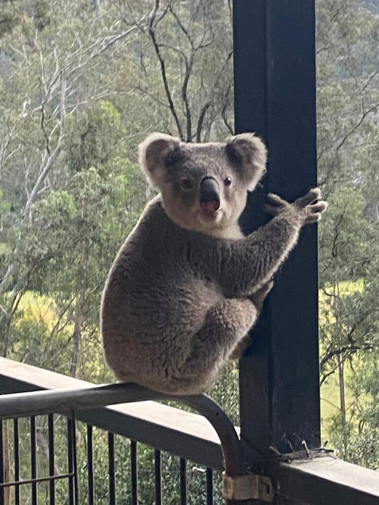 Koala Conservation in the Hawkesbury and beyond.