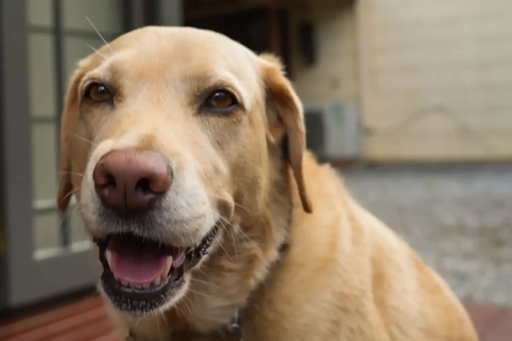 blue Mountains romantic nature escape