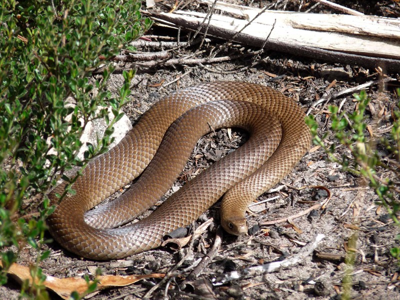 Herping in the Hawkesbury