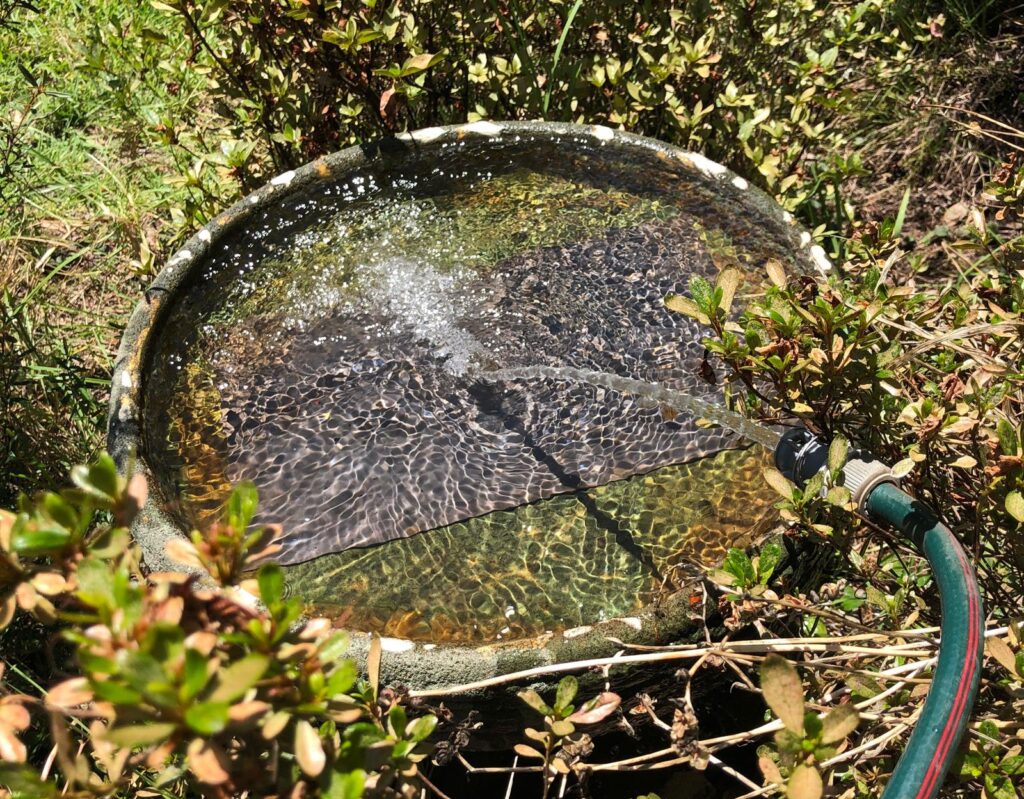 Water for Wildlife During Heatwaves