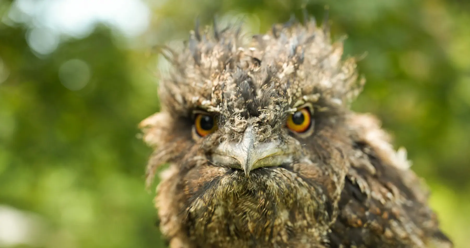 Tawny-Frogmouth