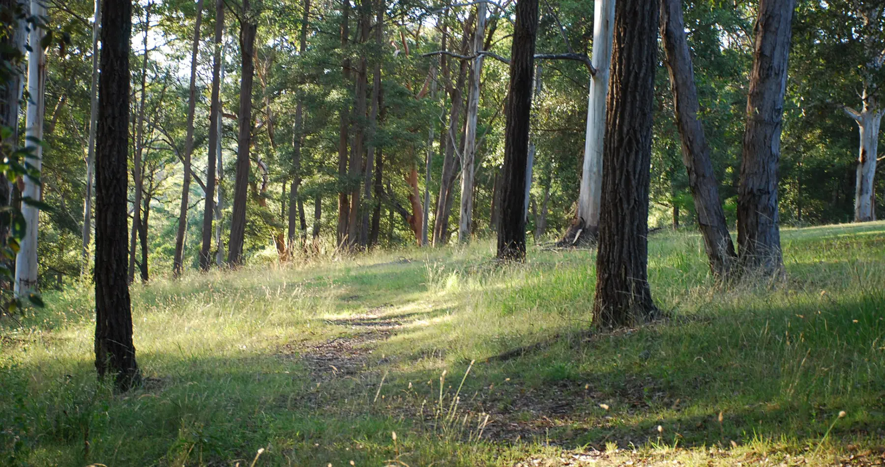 Wildside Sanctuary morning trail