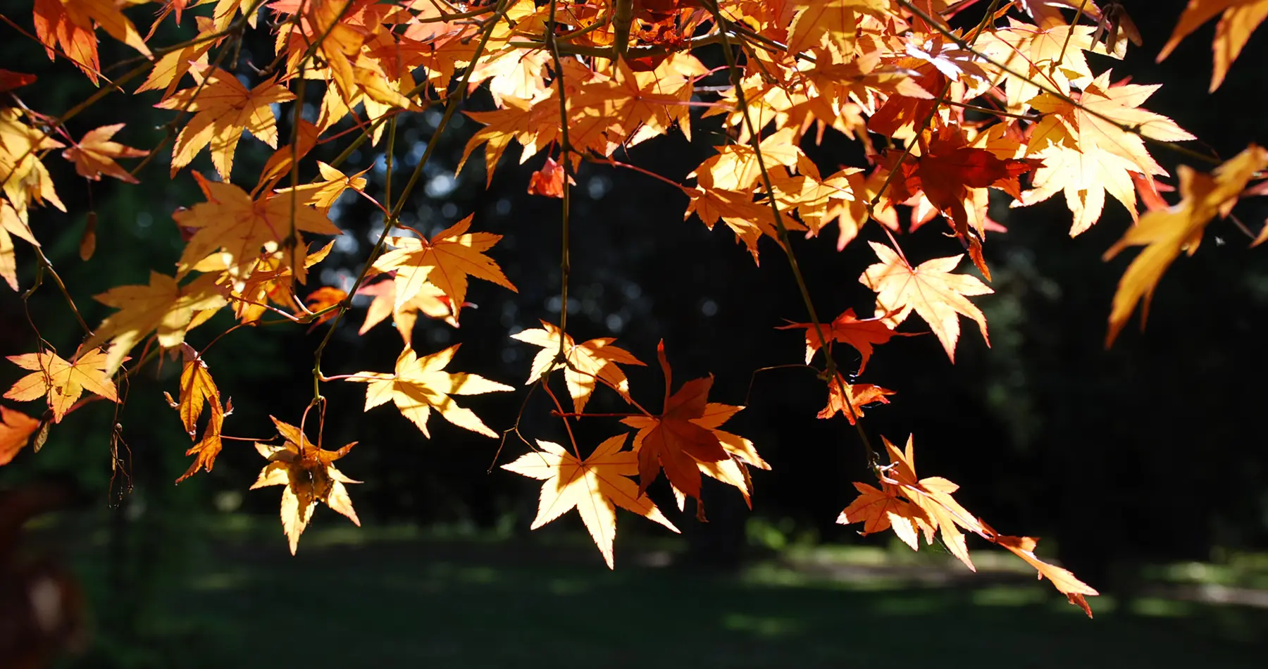 wildside-sanctuary-autumn-leaves