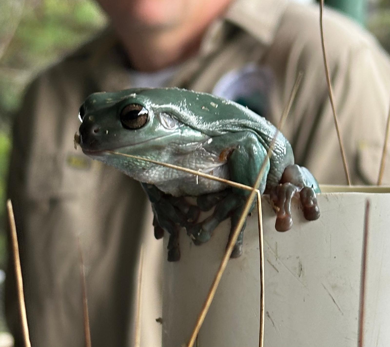 5 STAR Frog Resort