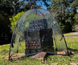 5 STAR Frog Resort